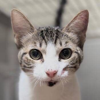 Basil -  Domestic Short Hair Cat for Adoption in Oakland, California - Basil | PetCurious