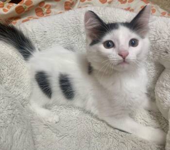 Micky -  Domestic Medium Hair Cat for Adoption in San Jose, California - Micky | PetCurious
