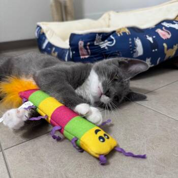 Haaland -  Domestic Short Hair Cat for Adoption in Keizer, Oregon - Haaland | PetCurious