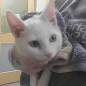 Grasshopper -  Domestic Short Hair Cat for Adoption in Asheville, North Carolina - Grasshopper | PetCurious