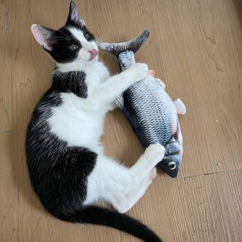 Huey, Dewey, and Louie (kittens) -  Domestic Short Hair Cat for Adoption in Wells, Maine - Huey, Dewey, And Louie (kittens) | PetCurious