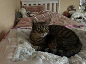 Daisy  -  Domestic Short Hair Cat for Adoption in Philadelphia, Pennsylvania - Daisy  | PetCurious