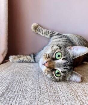 Jordy -  Domestic Short Hair Cat for Adoption in Houston, Texas - Jordy | PetCurious