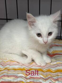 Domestic Short Hair Cats Available for Adoption in Saint Francisville, Louisiana - Salt | PetCurious