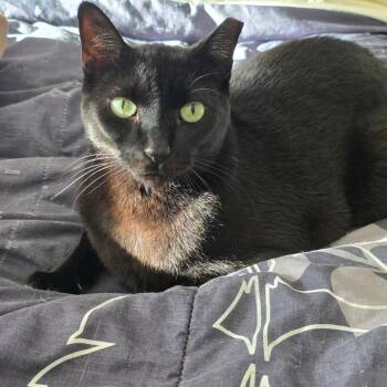 Fang -  Domestic Short Hair Cat for Adoption in Buffalo, New York - Fang | PetCurious