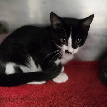 Poblano -  Domestic Short Hair Cat for Adoption in San Jacinto, California - Poblano | PetCurious