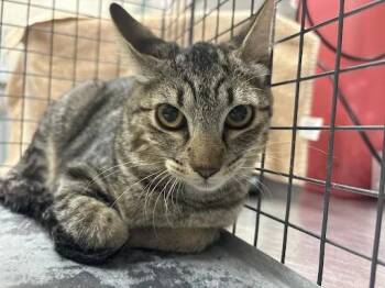 LANNI -  Domestic Short Hair Cat for Adoption in Las Vegas, Nevada - LANNI | PetCurious