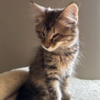 Rescue Domestic Long Hair Cats for Adoption in Newport News, Virginia - Elizabeth | PetCurious