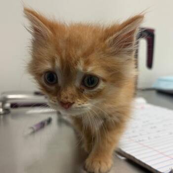 Mandy -  Domestic Medium Hair Cat for Adoption in Nashville, Tennessee - Mandy | PetCurious