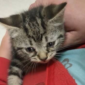 Caroline -  Domestic Short Hair Cat Available for Adoption in Shinnston, West Virginia - Caroline | PetCurious