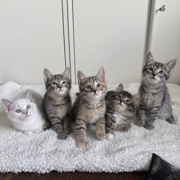 Verdana -  Domestic Short Hair Cat for Adoption in Orlando, Florida - Verdana | PetCurious
