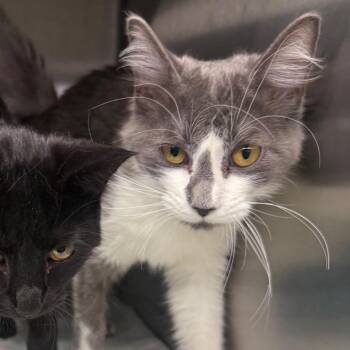Mittens -  Domestic Medium Hair Cat for Adoption in Spokane, Washington - Mittens | PetCurious