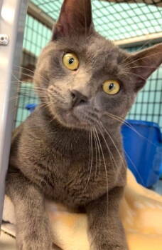 Rescue Domestic Short Hair Cats for Adoption in Seal Beach, California - Earl | PetCurious