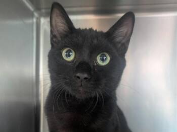 PICKLE -  Domestic Short Hair Cat for Adoption in Palo Alto, California - PICKLE | PetCurious