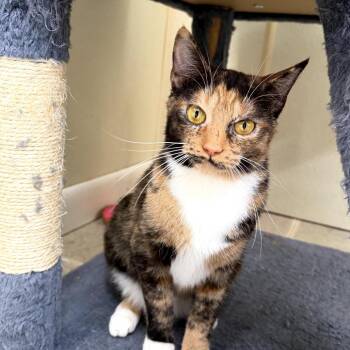 Domestic Short Hair Cats Available for Adoption - Cashmere | PetCurious