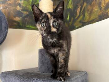 Rescue Domestic Short Hair Cats for Adoption in Santa Clara, California - MONET | PetCurious