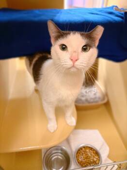 Rescue Domestic Short Hair Cats for Adoption in Thousand Oaks, California - Toona | PetCurious