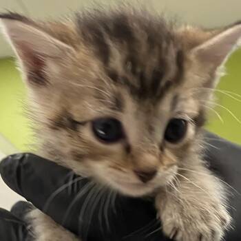 Rescue Domestic Short Hair Cats for Adoption in Las Cruces, New Mexico - Louise | PetCurious