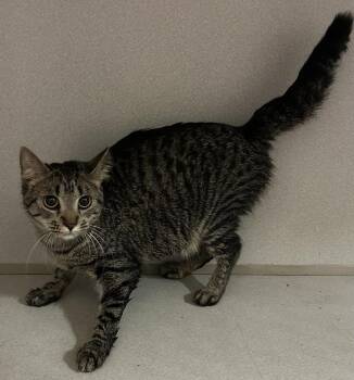 Blondie -  Domestic Short Hair Cat for Adoption in Mason City, Iowa - Blondie | PetCurious