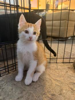Purcey -  Domestic Short Hair Cat for Adoption in Coldwater, Michigan - Purcey | PetCurious