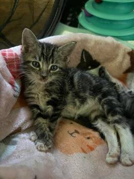 Domestic Medium Hair Cats Available for Adoption in Newnan, Georgia - *Pollinpants | PetCurious