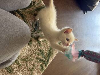 Domestic Short Hair Cats Available for Adoption in Fruit Heights, Utah - Frodo | PetCurious