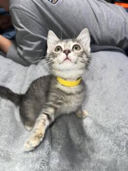 Beatrice -  Domestic Short Hair Cat for Adoption in Wilmington, North Carolina - Beatrice | PetCurious