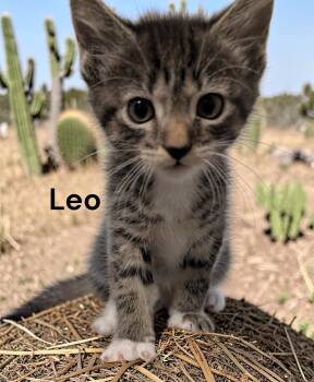 Tabby Cats Available for Adoption in Weems, Virginia - Leo | PetCurious