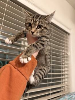 Rescue Domestic Short Hair Cats for Adoption in Albuquerque, New Mexico - Bumble | PetCurious