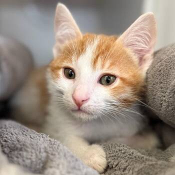 Domestic Short Hair Cats Available for Adoption in Riverside, California - Harry | PetCurious