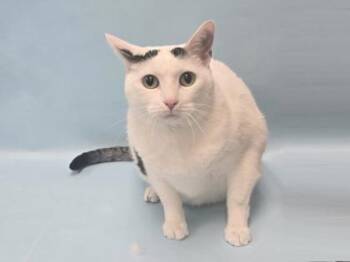 Domestic Short Hair Cats Available for Adoption - Summer | PetCurious