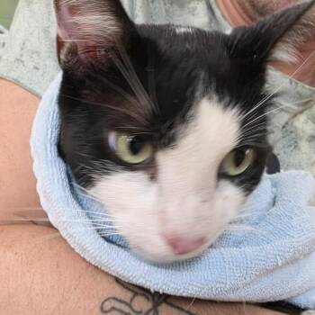 Neptune -  Domestic Short Hair Cat for Adoption in New York, New York - Neptune | PetCurious