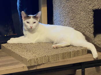 Rescue Siamese Cats for Adoption in Phoenix, Arizona - Mocha | PetCurious