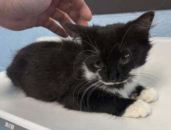 Rescue Domestic Medium Hair Cats for Adoption in Lawrenceville, Georgia - Sf 26 | PetCurious