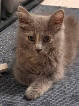 Dove -  Domestic Medium Hair Cat for Adoption in Battle Creek, Michigan - Dove | PetCurious