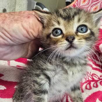 Rescue Domestic Short Hair Cats for Adoption in Madisonville, Tennessee - Lennie | PetCurious