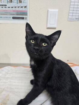 Oven -  Domestic Short Hair Cat for Adoption in Sherwood, Oregon - Oven | PetCurious