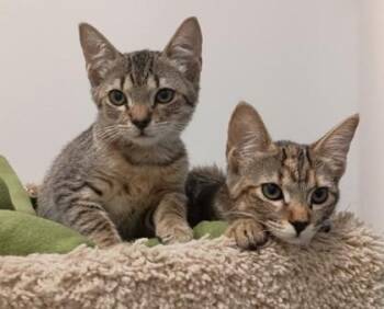 Clare -  Domestic Short Hair Cat for Adoption in Sacramento, California - Clare | PetCurious