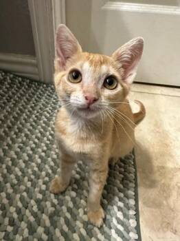 MANGO* -  Domestic Short Hair Cat for Adoption in Santa Cruz, California - MANGO* | PetCurious