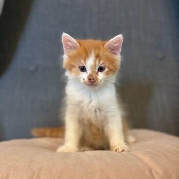 Atlas -  Domestic Short Hair Cat for Adoption in Long Beach, California - Atlas | PetCurious