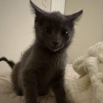 Earl Grey -  Russian Blue and Domestic Short Hair Cat for Adoption in Knoxville, Tennessee - Earl Grey | PetCurious
