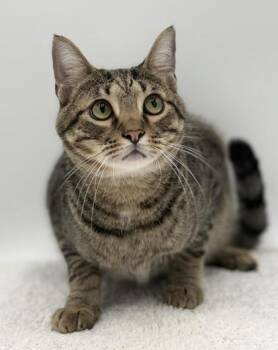 Sparks -  Domestic Short Hair Cat for Adoption in Bowling Green, Kentucky - Sparks | PetCurious