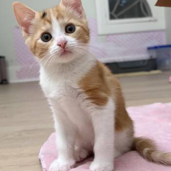 Kate (with oliver) -  Domestic Short Hair Cat for Adoption in Montclair, New Jersey - Kate (with Oliver) | PetCurious