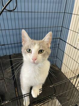 Tabby and Domestic Short Hair Cats Available for Adoption in Georgetown, Kentucky - Finley | PetCurious