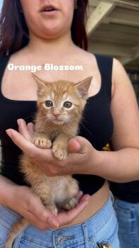 Domestic Short Hair Cats Available for Adoption in Penryn, California - Orange Blossom | PetCurious