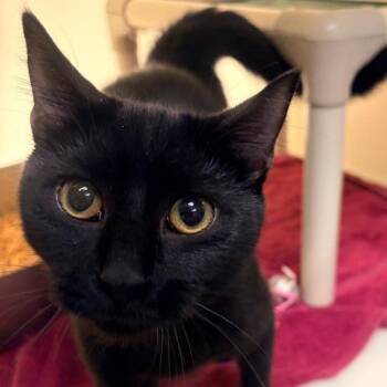 Domestic Short Hair Cats Available for Adoption in Harrisonburg, Virginia - Tobo | PetCurious