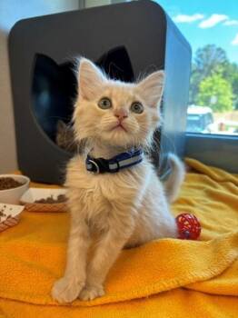 PUFF -  Domestic Short Hair Cat for Adoption in Leesburg, Virginia - PUFF | PetCurious