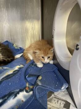 Domestic Medium Hair Cats Available for Adoption in Stockton, California - ANDY | PetCurious