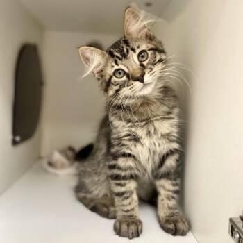 M&M -  Domestic Medium Hair Cat for Adoption in Champaign, Illinois - M&M | PetCurious