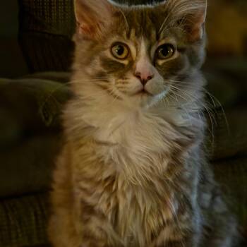 Jasper -  Maine Coon Cat for Adoption in Medford, Wisconsin - Jasper | PetCurious
